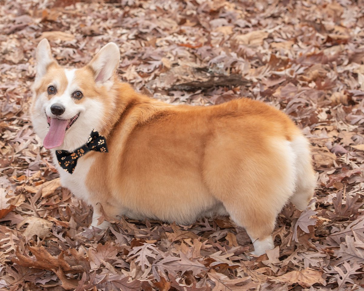 Let your statement smile and your style do the rest! 
#tiemyknot #petfashion #Corgi #CharlotteNC