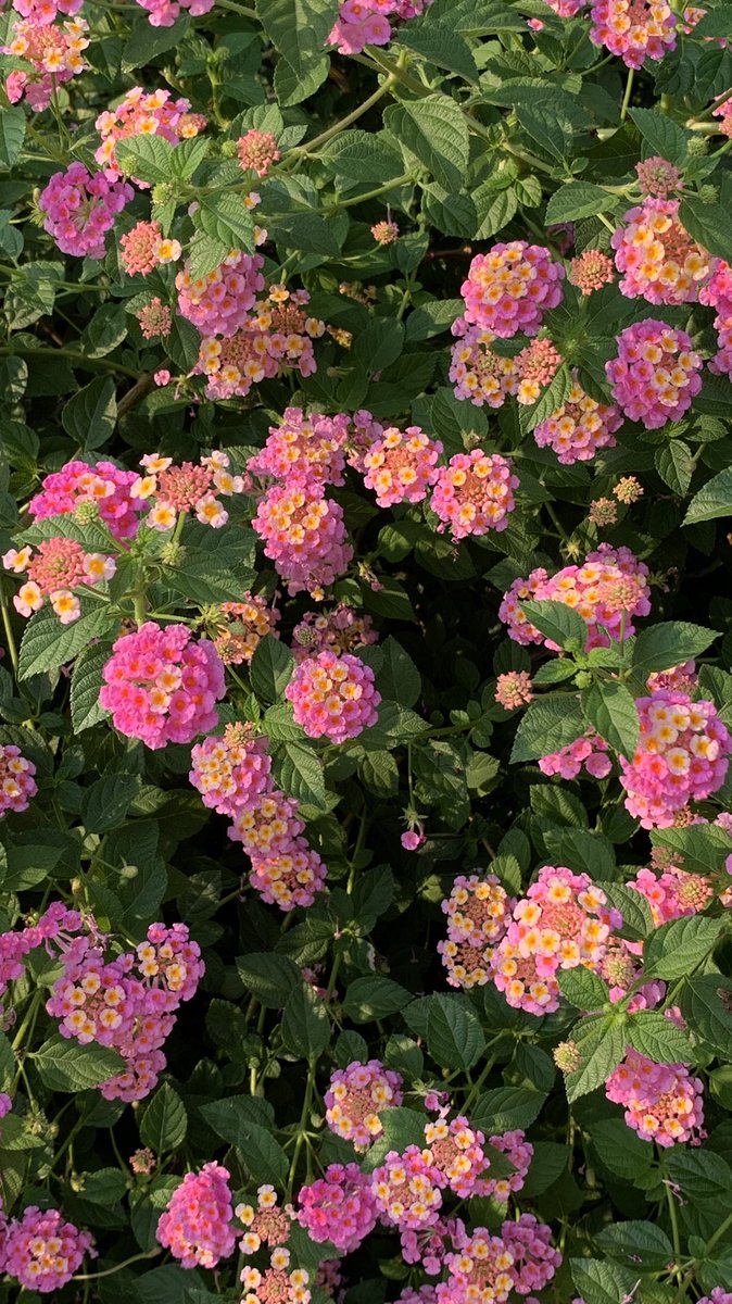 2612file's tweet photo. pink and orange https://t.co/o33WgMxnvi