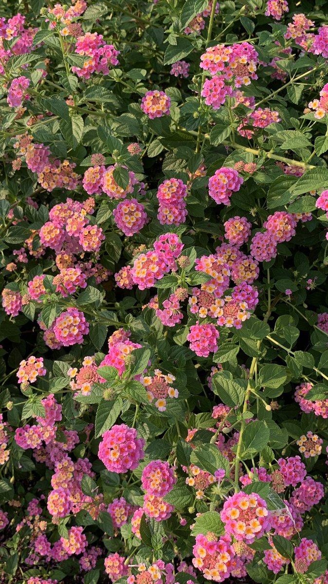 2612file's tweet photo. pink and orange https://t.co/o33WgMxnvi