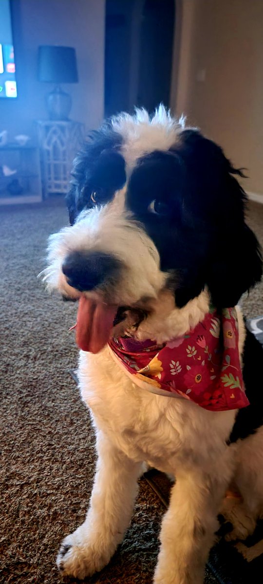 tutosusy's tweet photo. Here's My Saint Berdoodle Pepper. #NationalPetDay https://t.co/O3tRHDFe6M