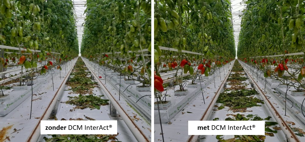 dcmnederland's tweet photo. Deze teler heeft een slimme start genomen: eerder oogsten met DCM InterAct®! @dcm_organic https://t.co/8CueETOHNn