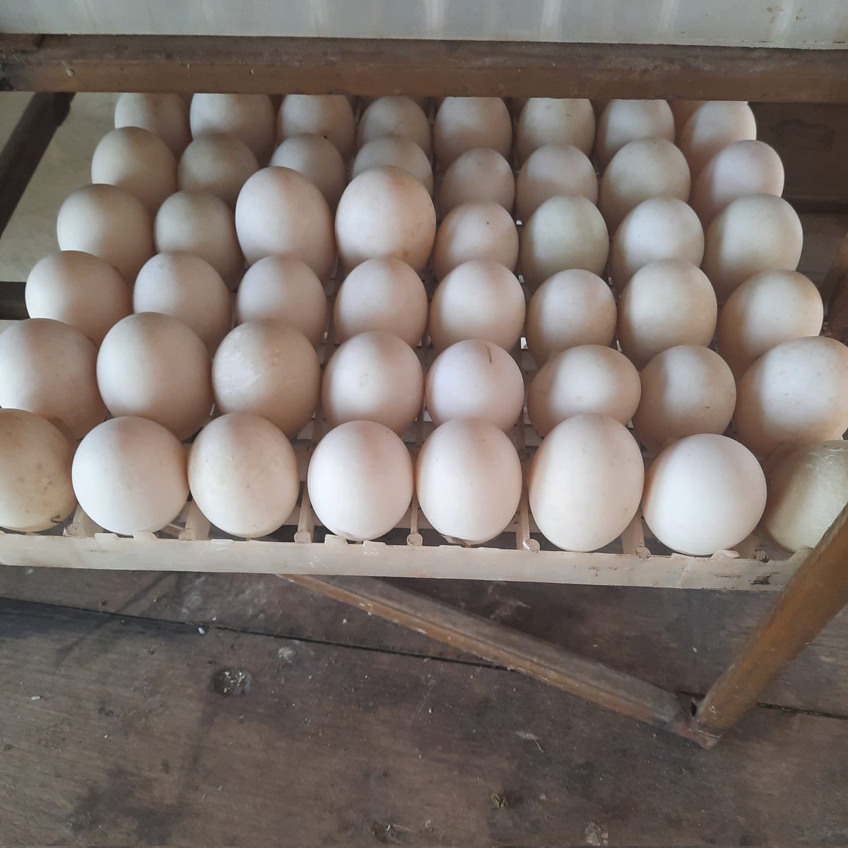 ceo_farmerette's tweet photo. Happy New Week!
#MondayMotivation #duck #ducks #duckfarm #duckfarming #zambia #zedtwitter #duckegg #duckeggs https://t.co/G5oBIwzJ67