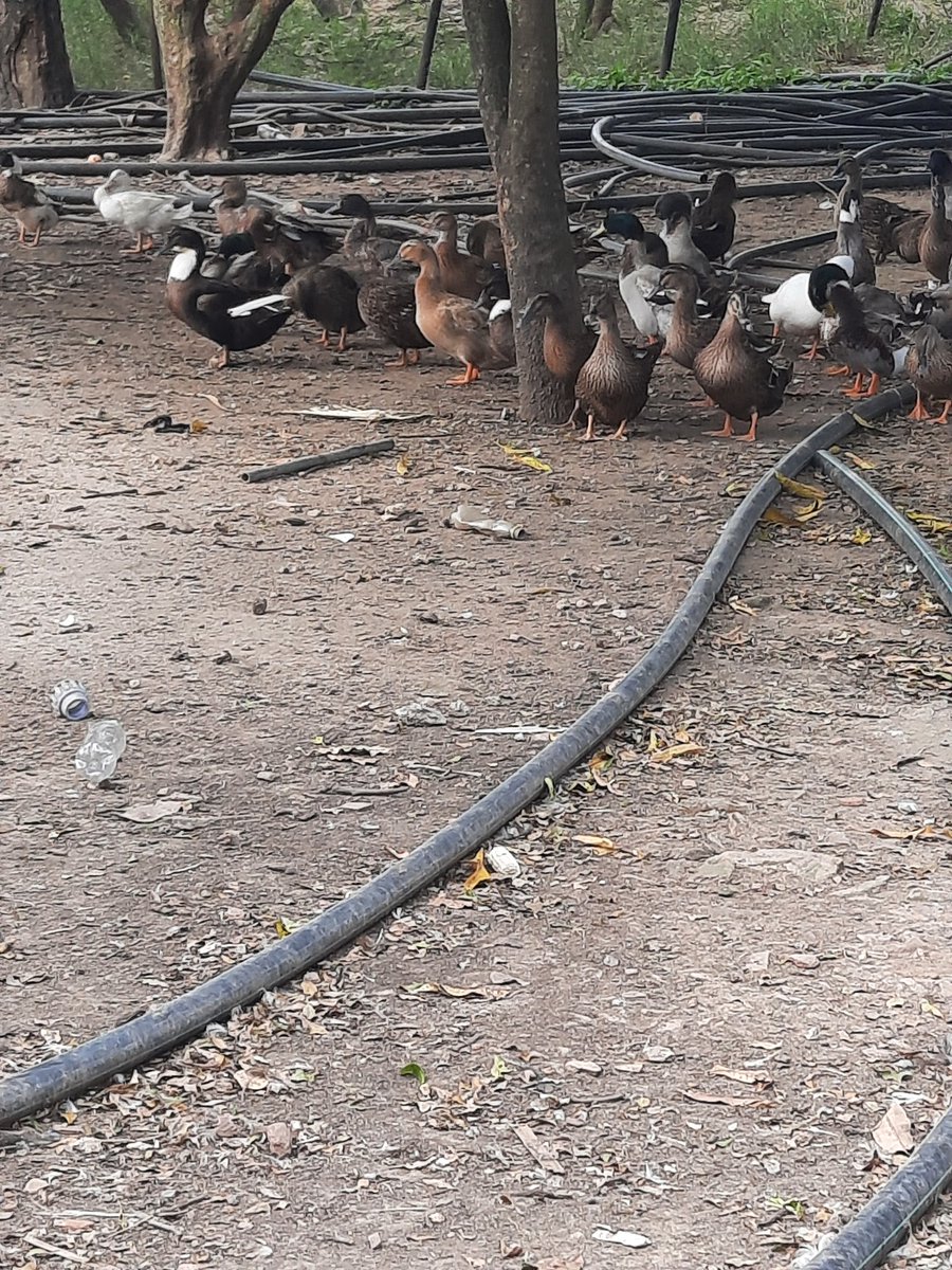 ceo_farmerette's tweet photo. Happy New Week!
#MondayMotivation #duck #ducks #duckfarm #duckfarming #zambia #zedtwitter #duckegg #duckeggs https://t.co/G5oBIwzJ67