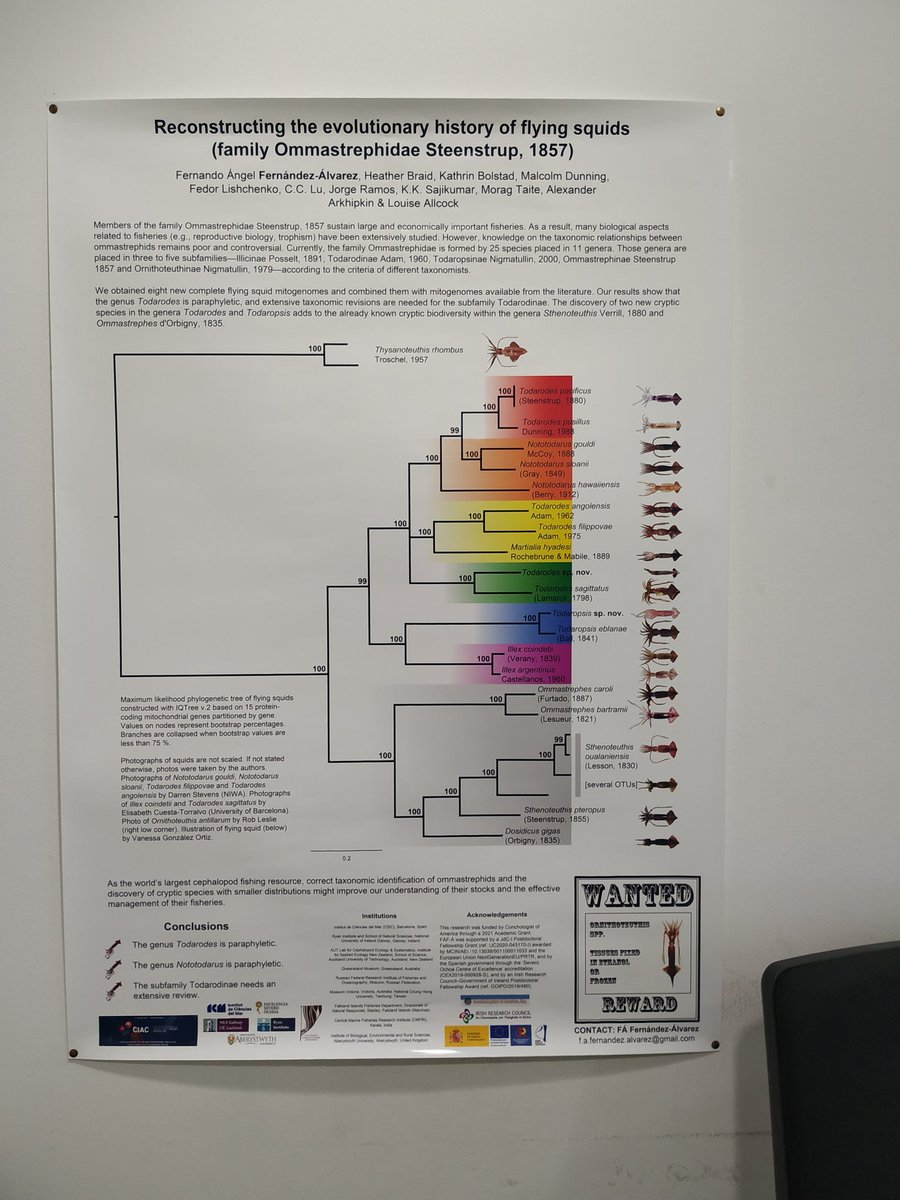 cefafalopodo's tweet photo. I just hung the @ciac2022 poster in my office. I will remember each morning when sitting just in front of it what happened at Sesimbra: good science, friendship and companionship, three constants when referring to the cephalopod research community. See you all at Okinawa! 😻 https://t.co/BQkwzY7q4x