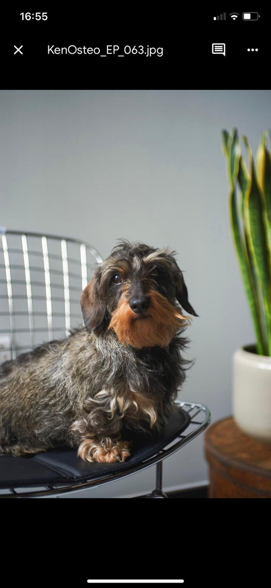 KenningtonOsteo's tweet photo. #NationalPetDay 🐶🐕

Today, we're shining a spotlight on all of our practitioner's furry friends.👋🏽

*thread👇🏼 https://t.co/dz7bwyReti