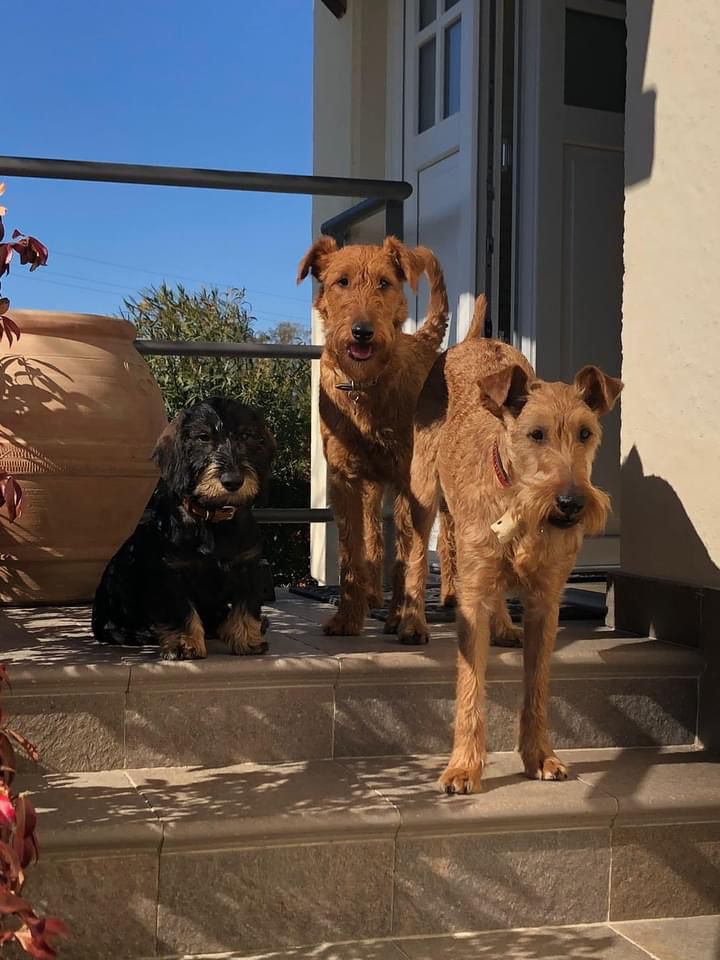 KenningtonOsteo's tweet photo. #NationalPetDay 🐶🐕

Today, we're shining a spotlight on all of our practitioner's furry friends.👋🏽

*thread👇🏼 https://t.co/dz7bwyReti