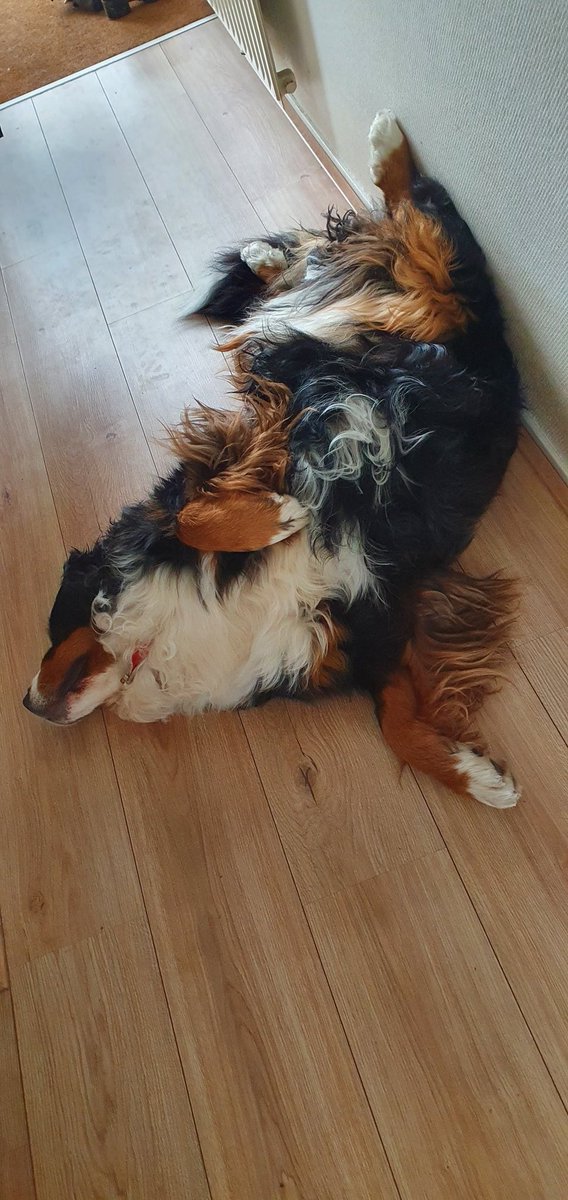 Rileythebernes1's tweet photo. #MondayMood https://t.co/9nCfyNQP93