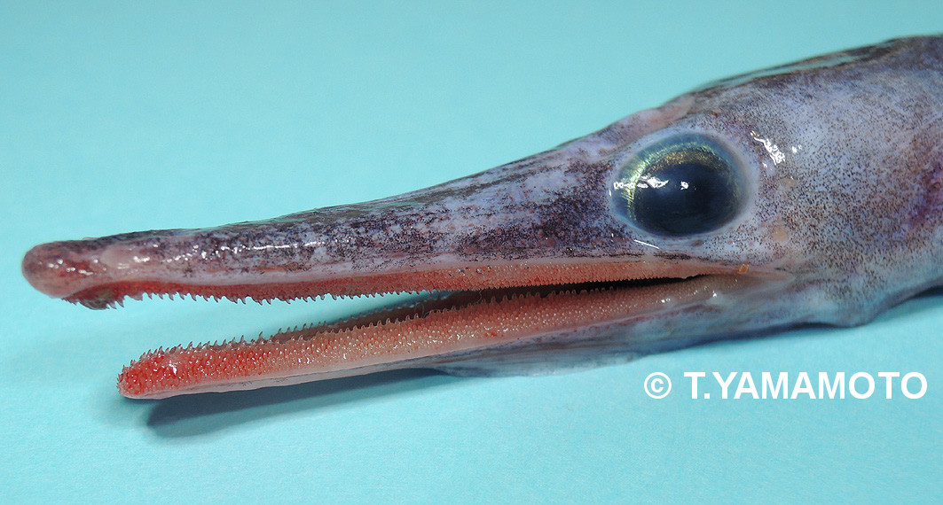 ウナギ目 Twitter Search Twitter ウナギ目 Twitter Search Twitter