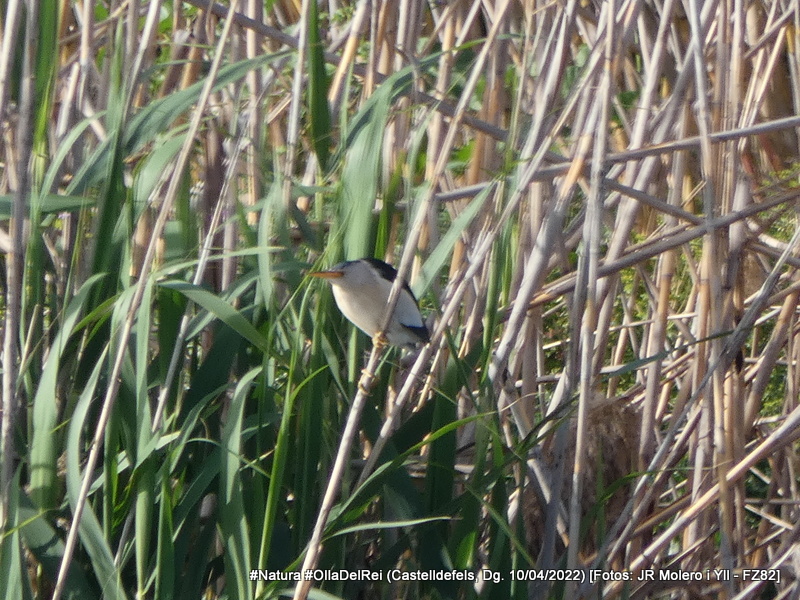 jrmoleroyll's tweet photo. Martinet menut #AvetorilloComun #IxobrychusMinutus #LittleBittern
#Aus #Ocells #Aucellets #Birds
Dg. 10/04/2022 tarda
#Castelldefels #OllaDelRei #Castelldefelsmagrada
#Lumix #FZ82 #SenseTripode https://t.co/DznzwRmiNO