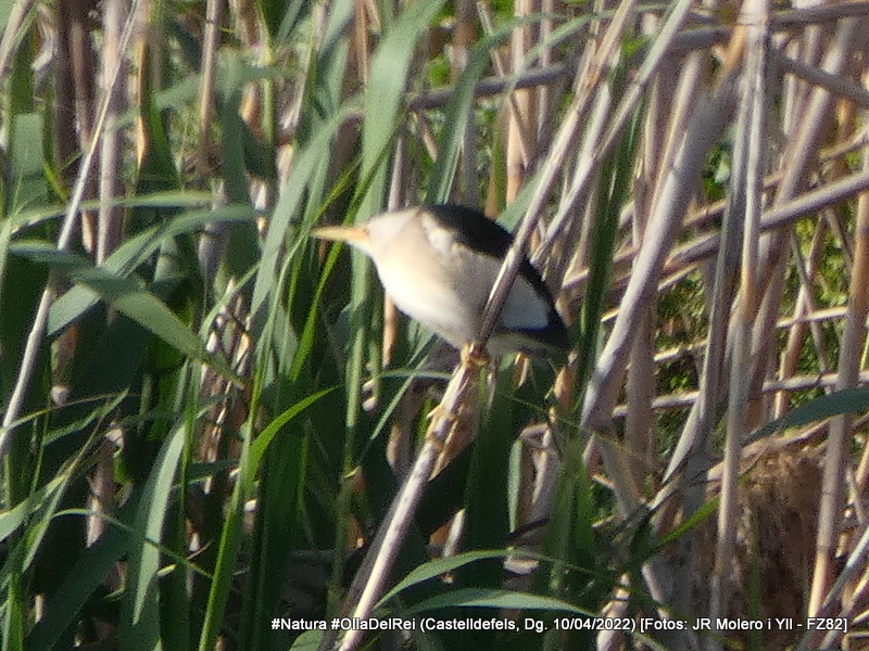 jrmoleroyll's tweet photo. Martinet menut #AvetorilloComun #IxobrychusMinutus #LittleBittern
#Aus #Ocells #Aucellets #Birds
Dg. 10/04/2022 tarda
#Castelldefels #OllaDelRei #Castelldefelsmagrada
#Lumix #FZ82 #SenseTripode https://t.co/DznzwRmiNO