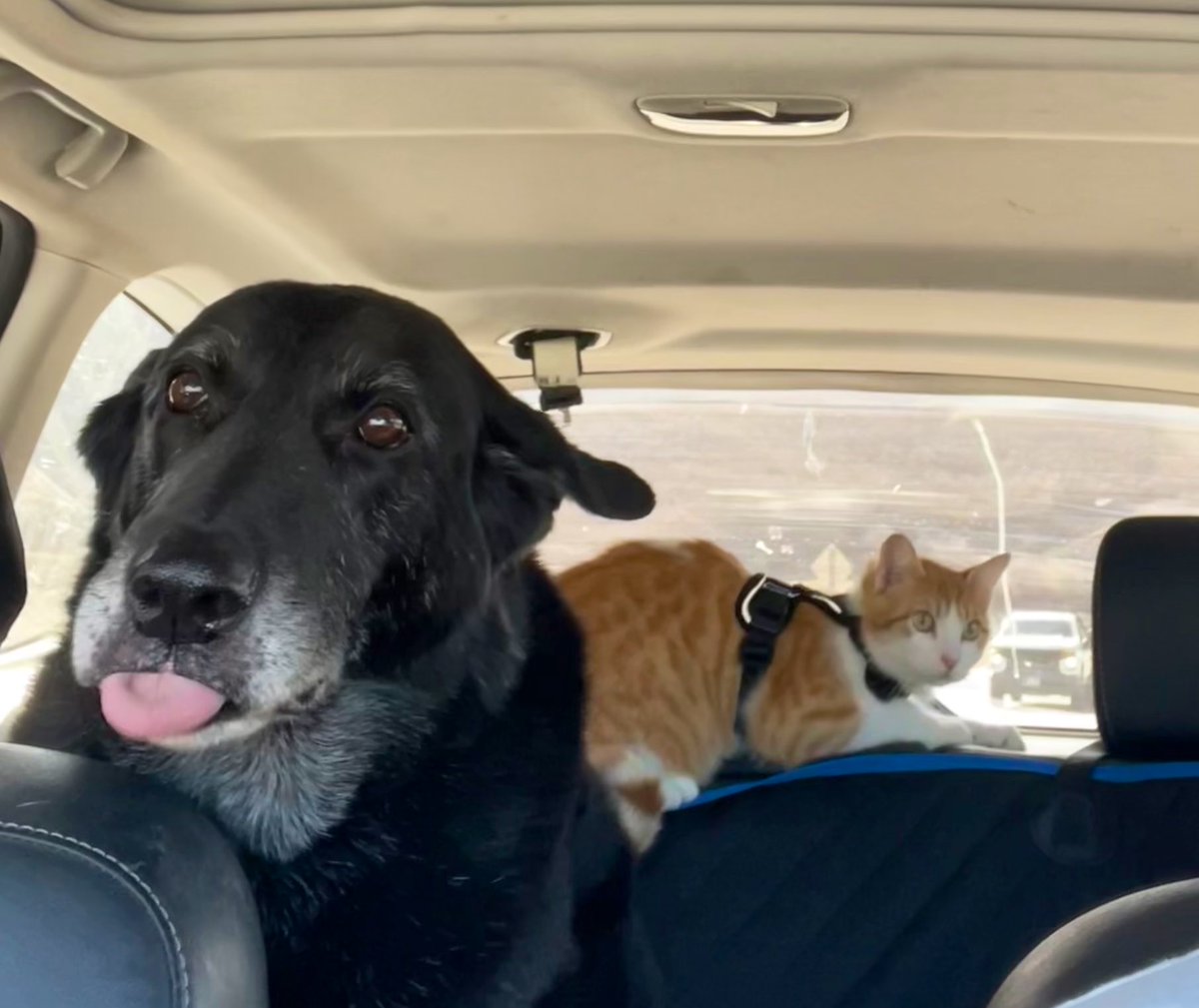 kushdili's tweet photo. Three weeks ago Cousteau 🐈 became rescue #3 🥰. Snuggles, a new bro+ sis 🐶🐕, and scenic family drives. He obvi HATES it 😬🤗.  #CatsOfTwitter #dogsoftwitter @HumaneSociety https://t.co/Rl0HsOeWfd
