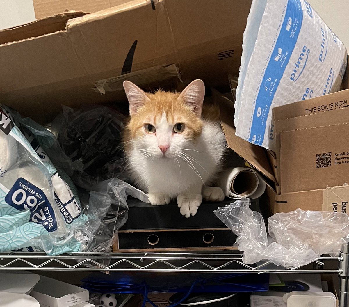 kushdili's tweet photo. Three weeks ago Cousteau 🐈 became rescue #3 🥰. Snuggles, a new bro+ sis 🐶🐕, and scenic family drives. He obvi HATES it 😬🤗.  #CatsOfTwitter #dogsoftwitter @HumaneSociety https://t.co/Rl0HsOeWfd