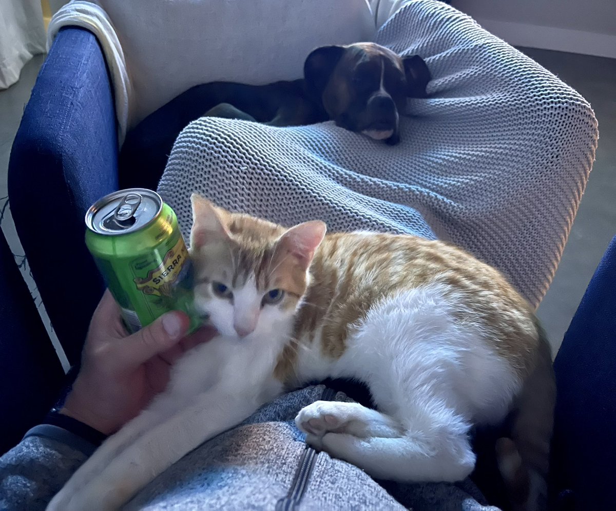 kushdili's tweet photo. Three weeks ago Cousteau 🐈 became rescue #3 🥰. Snuggles, a new bro+ sis 🐶🐕, and scenic family drives. He obvi HATES it 😬🤗.  #CatsOfTwitter #dogsoftwitter @HumaneSociety https://t.co/Rl0HsOeWfd
