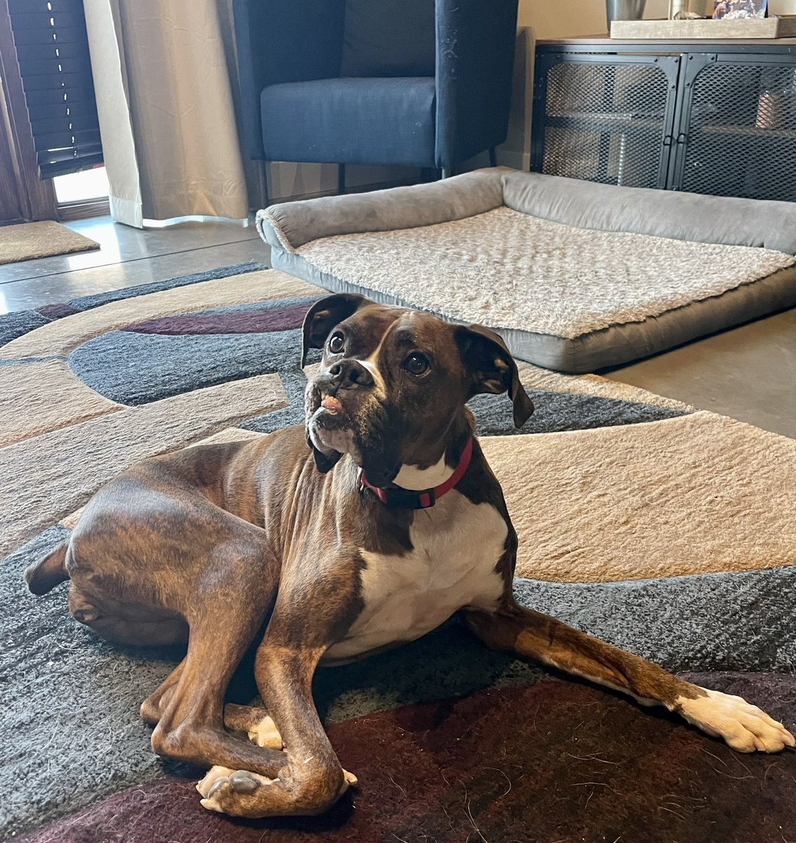 kushdili's tweet photo. Three weeks ago Cousteau 🐈 became rescue #3 🥰. Snuggles, a new bro+ sis 🐶🐕, and scenic family drives. He obvi HATES it 😬🤗.  #CatsOfTwitter #dogsoftwitter @HumaneSociety https://t.co/Rl0HsOeWfd