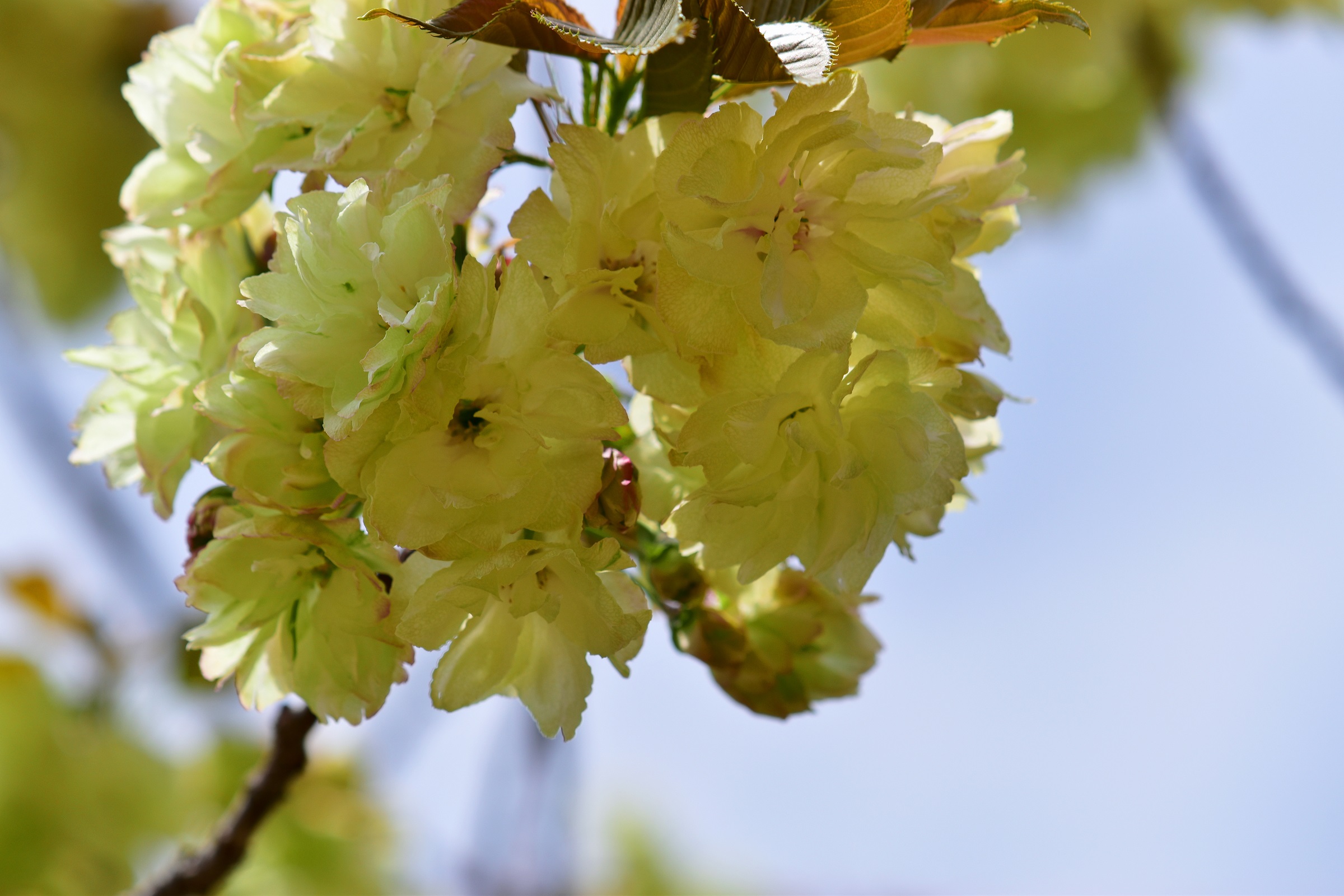 うこん桜 Twitter Search Twitter
