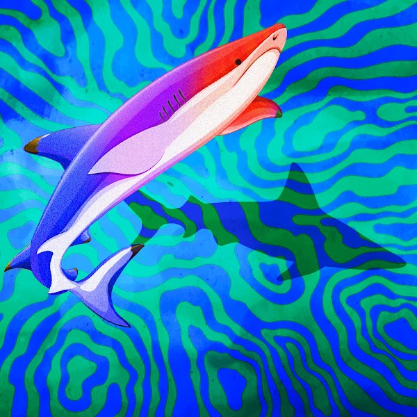 Woah, 2 new Shark species have been spotted in the OpenSea- the Blacktip shark and the Blacktip reef shark! 

Mint your Shark NFT here: sharks.likhanft.io 🦈🇵🇭

#NFTPhilippines #NFTPH #NFTart #PolygonNFT #SaveOurSharks 
<a href="/LikhaNft/">Likha</a>