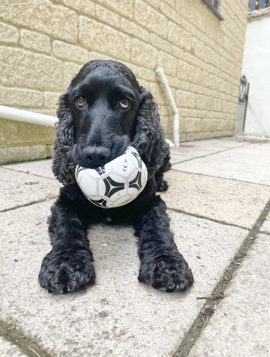 minnisoph's tweet photo. Harley 🐾 https://t.co/qW5VaAs4AH