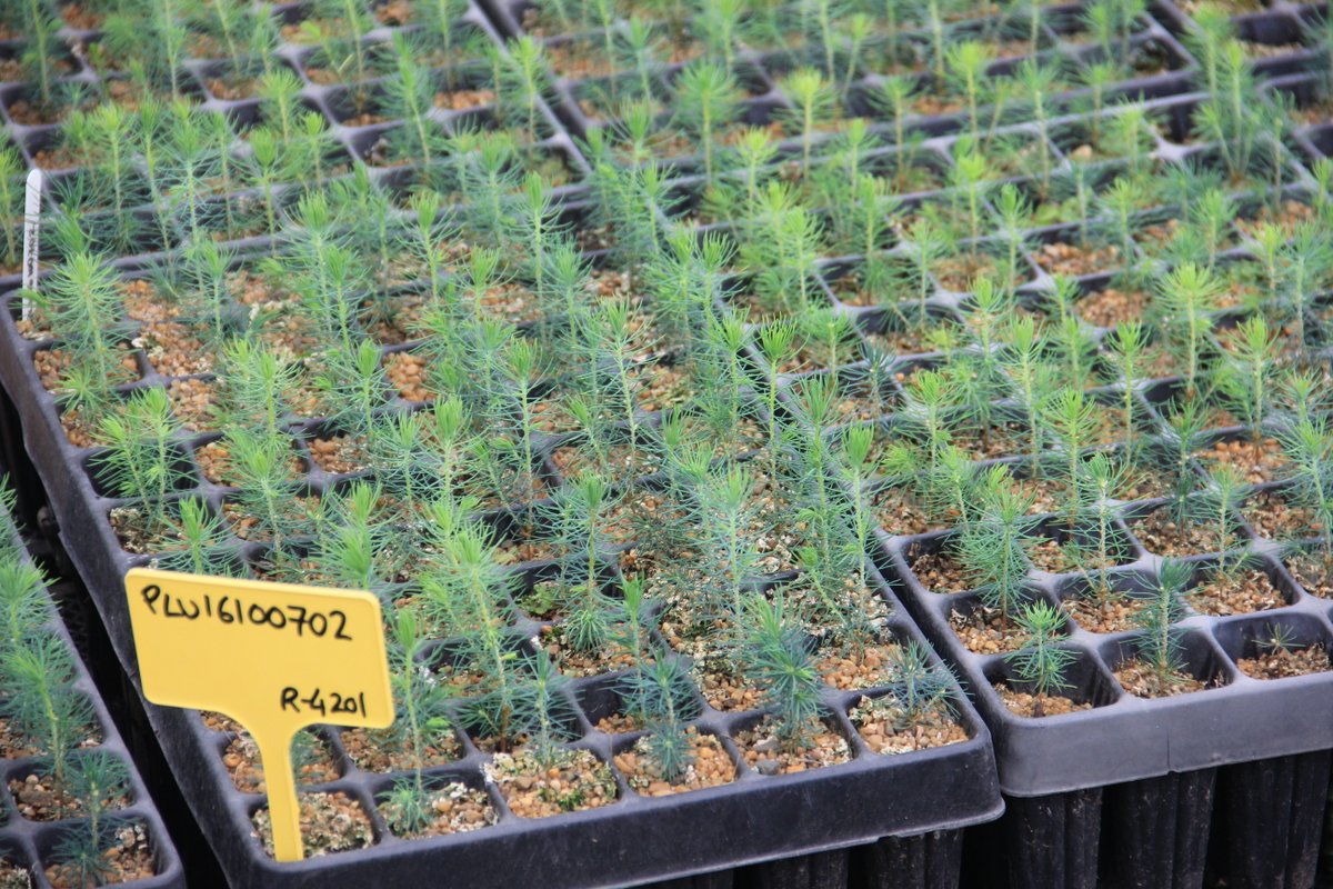 Running Maelor Forest Nurseries is very different from others, as science and research is at the heart of the operation. Every tree that leaves the site is as healthy and strong as it can be so it has the optimum chance of surviving the challenges nature will throw at it. https://t.co/32nclwr0mB