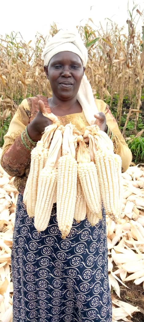 BurundiSetraco's tweet photo. Super #maïs hybride!!Variété Longe 7H
Améliorons le rendement avec la #SETRACO en collaboration avec #ISABU https://t.co/5eqpSA8kAw