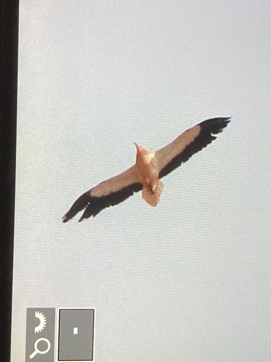 KenBarn90989771's tweet photo. @PembsBirds @wdigbirder_ @SeaTrustWales @Dight653 #Fuerteventure #Spain just saw these awesome #BootedEagles over villa at Carralejo, one with prey. 300mm so tight crop on back of camera. https://t.co/jeswFUYJfm