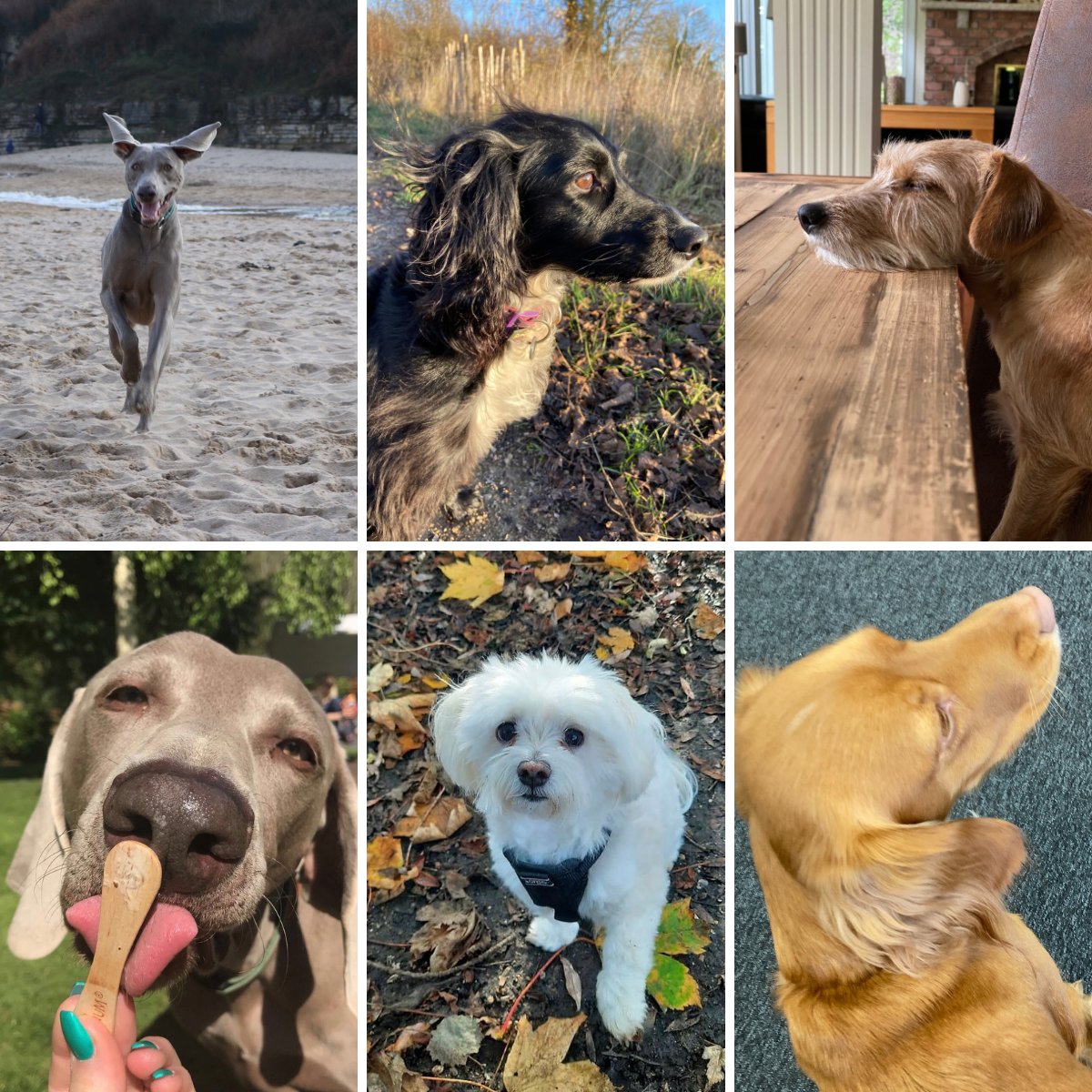 Today is National Pet Day! Meet some of the Dogs that keep us going!

Is your office dog friendly? Share your office dogs and the benefits they have on your workday with us!

#nationalpetday #officedogs #mentalhealth #mentalhealthawarness