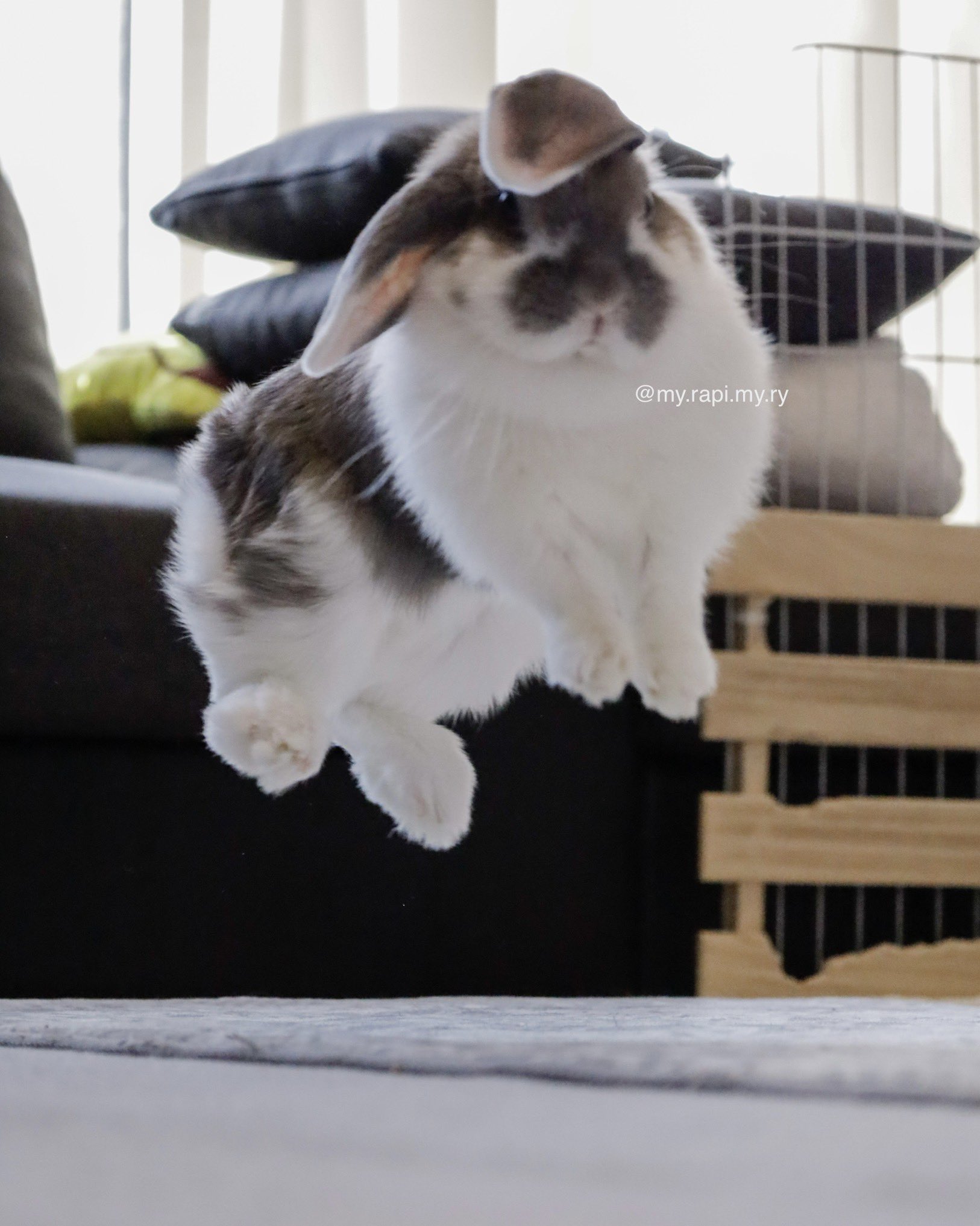 ゆた うさぎ用アカウント Ryan O311 Twitter