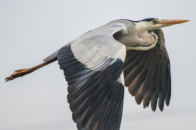 近すぎてはみ出たアオサギ
しかも慌てて撮ったのでブレている…… 