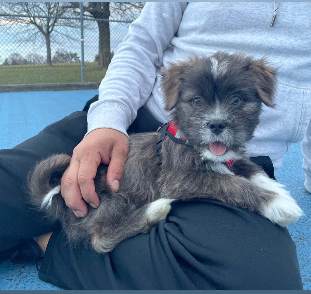 V3r0adri's tweet photo. @GetUpCrew969 Bruno 🐶 #NationalPetDay https://t.co/a2a1n5WYGB