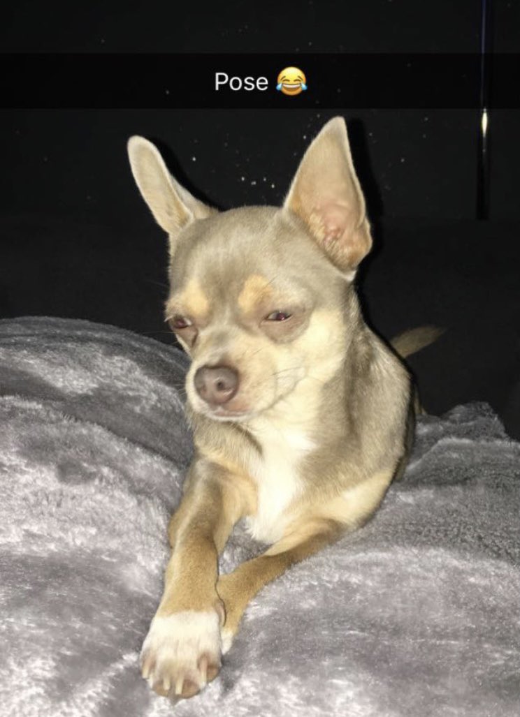 CoopsKazza's tweet photo. @isawitfirst No words needed for Chico 😍 https://t.co/0DiTIaraHL