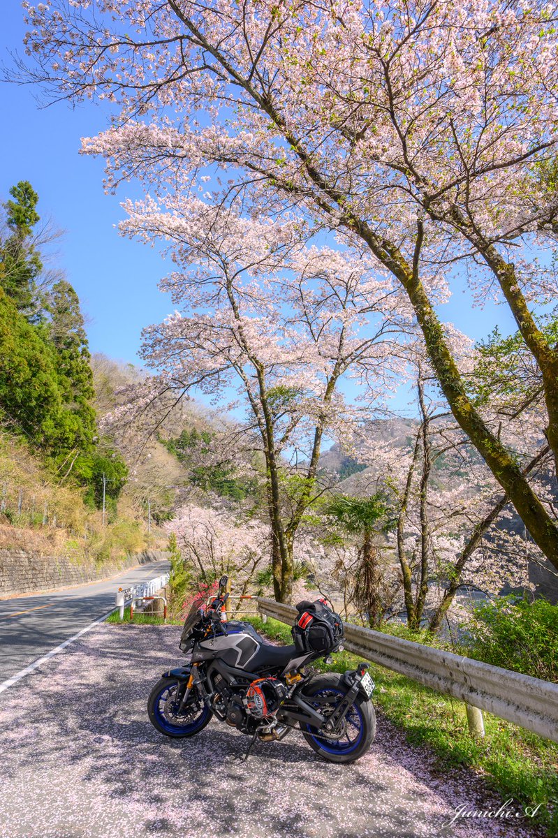 jun11aky's tweet photo. 22.4.10(SUN)
だいぶ葉桜になってた変わりに花びらの絨毯に🌸
#nikon #nikonz6 #YAMAHA #mt09sp #R462 #桜 https://t.co/zEat802rGB