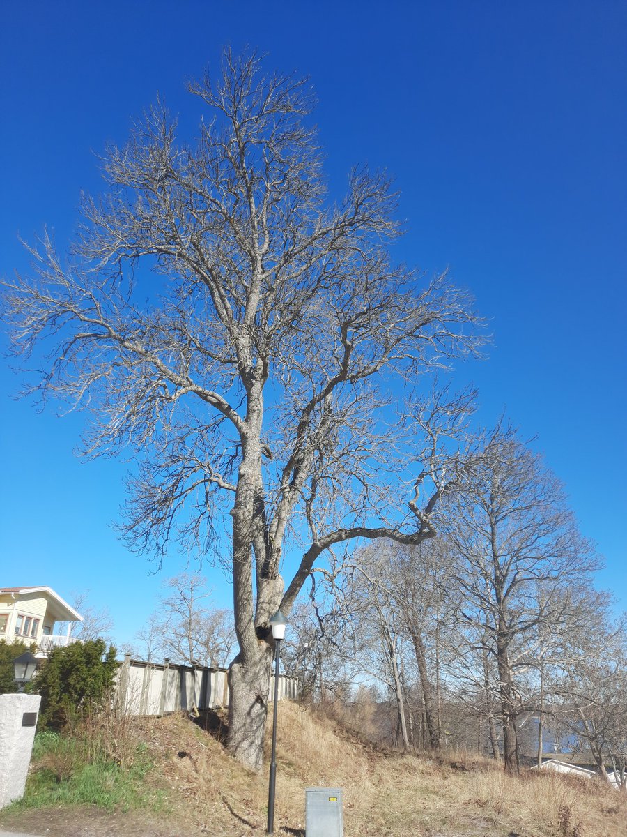 PlueJan's tweet image. Some examples to choose from amongst LS #Fraxinus trees from Sweden for #Cooltree project funded by @FWOVlaanderen. Remarkably, all closeby either churches or old mansions!

@PieterDeFrenne @K_VanMeerbeek
@SAOCousins @EkoLogIt