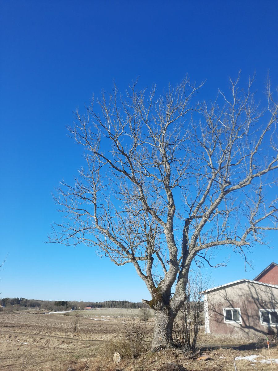 PlueJan's tweet image. Some examples to choose from amongst LS #Fraxinus trees from Sweden for #Cooltree project funded by @FWOVlaanderen. Remarkably, all closeby either churches or old mansions!

@PieterDeFrenne @K_VanMeerbeek
@SAOCousins @EkoLogIt