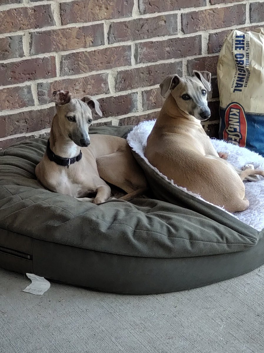 Debit & Credit - The Italian Greyhounds tweet media