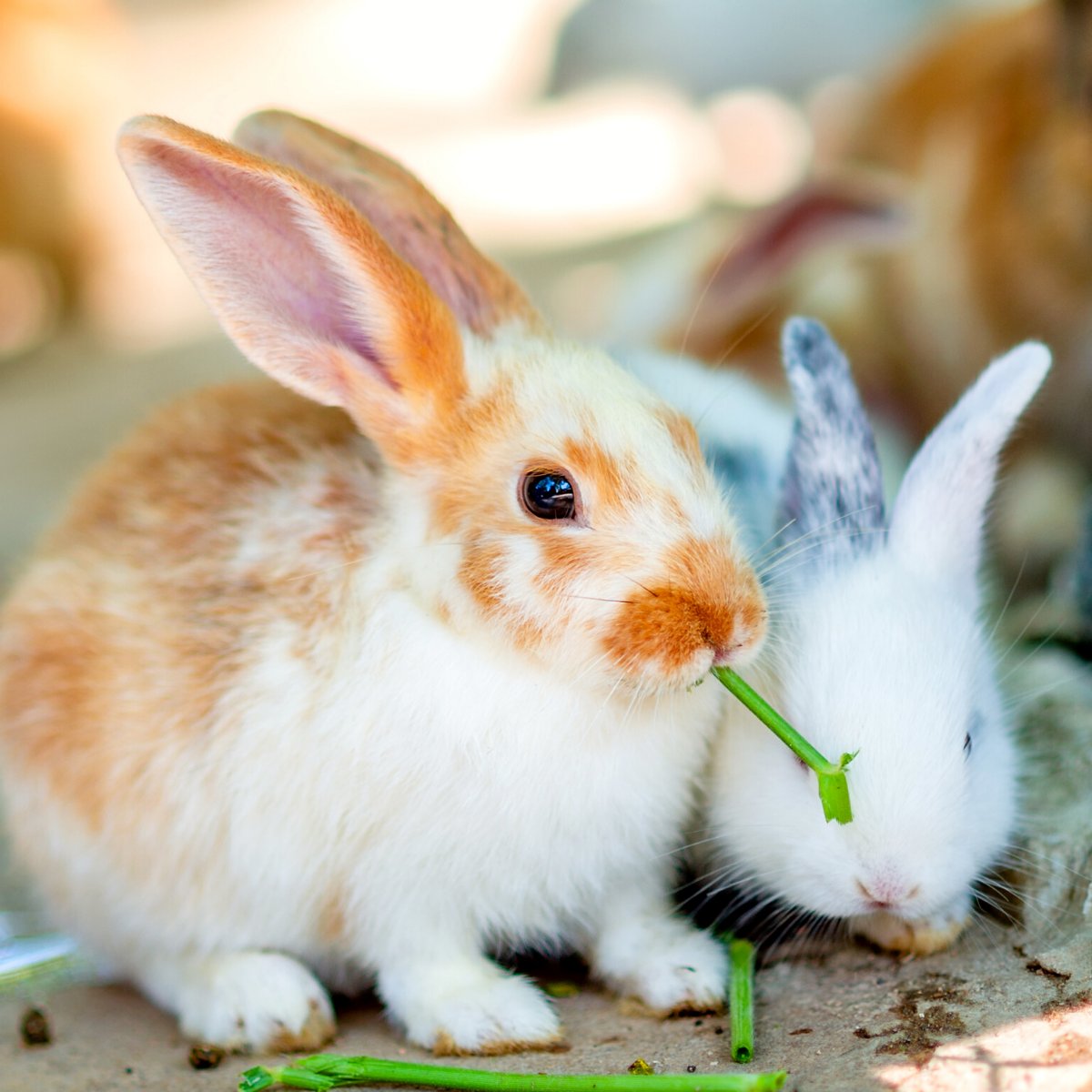 PDSA_HQ's tweet photo. If you're a #RabbitOwner (or even a bunny enthusiast!), we have lots of dedicated advice from our vets on everything you could need to keep rabbits happy, healthy &amp; safe. Test your knowledge today, &amp; let us know if anything surprised you: https://t.co/AWAJybULSZ

#EasterBunny https://t.co/BUVSj06yXX