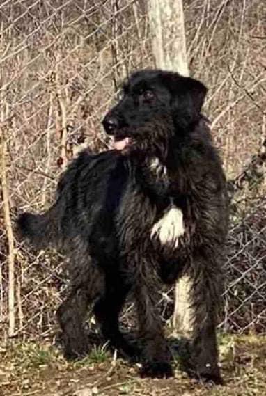 AdAstraRescue's tweet photo. Wolfgang!! Check out this gorgeous chap! Please read his full bio for more information on this lovely boy ❤️ #adoptme #pointercross #rescuedogs #helpozegadogs #adoptdontshop #RescueDogs https://t.co/ng5qH2U9MP