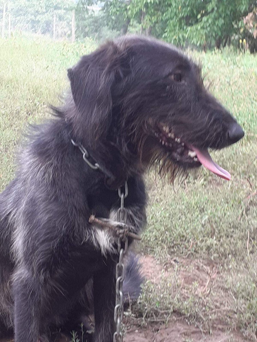 AdAstraRescue's tweet photo. Wolfgang!! Check out this gorgeous chap! Please read his full bio for more information on this lovely boy ❤️ #adoptme #pointercross #rescuedogs #helpozegadogs #adoptdontshop #RescueDogs https://t.co/ng5qH2U9MP
