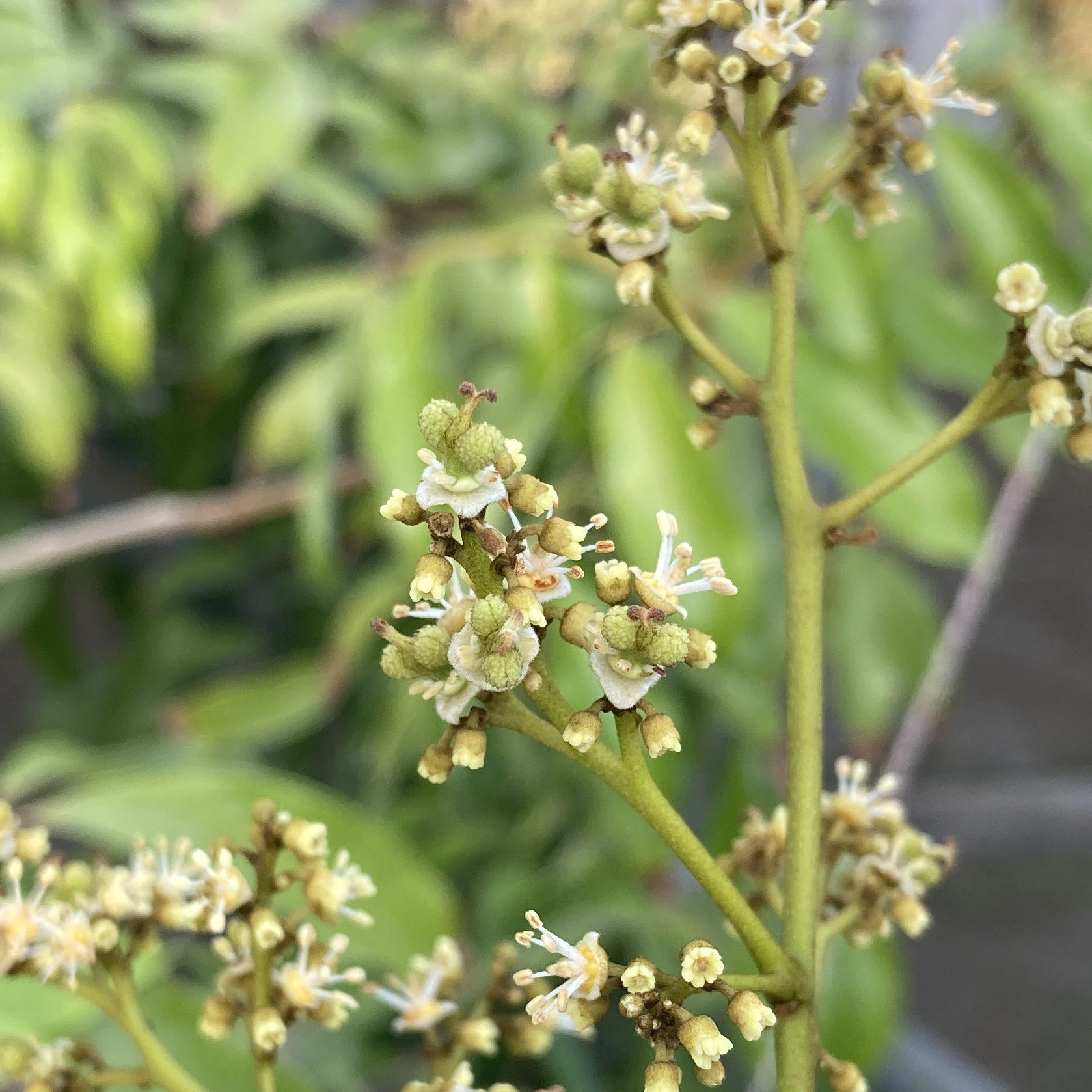 トロピカルファーム山川 ライチの花が咲いています このままちゃんと着果してくれたら 今年はいつもより少し多めに収穫できそうです T Co Mgt950ylny Twitter