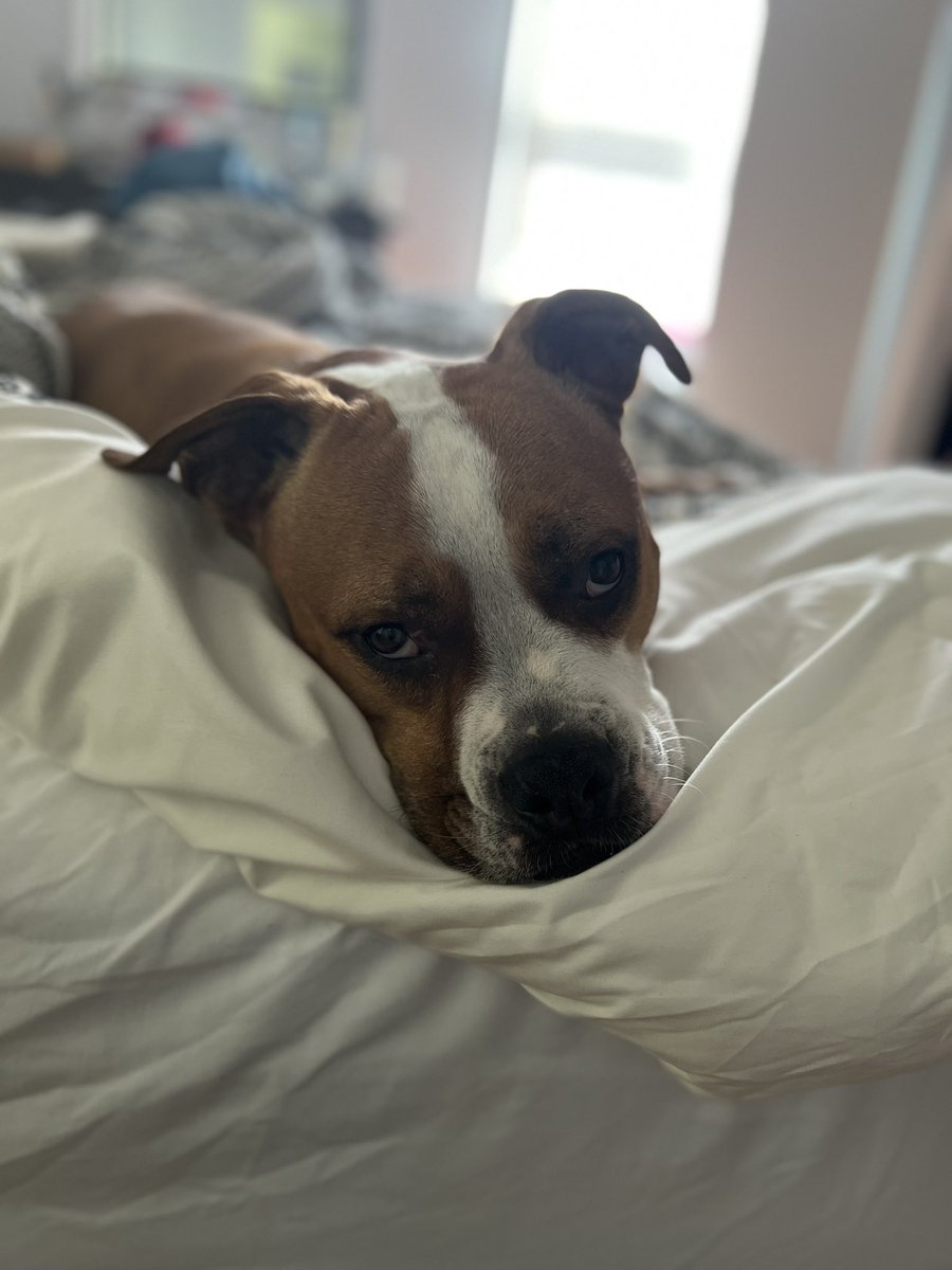 Victoria Costello tweet media