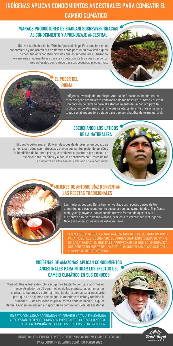ackapekape's tweet photo. INDÍGENAS APLICAN CONOCIMIENTOS ANCESTRALES PARA COMBATIR EL
CAMBIO CLIMÁTICO #KapeObserva 

Más infografías en: https://t.co/08SoZVJBM2 https://t.co/jgtdo7L0o0