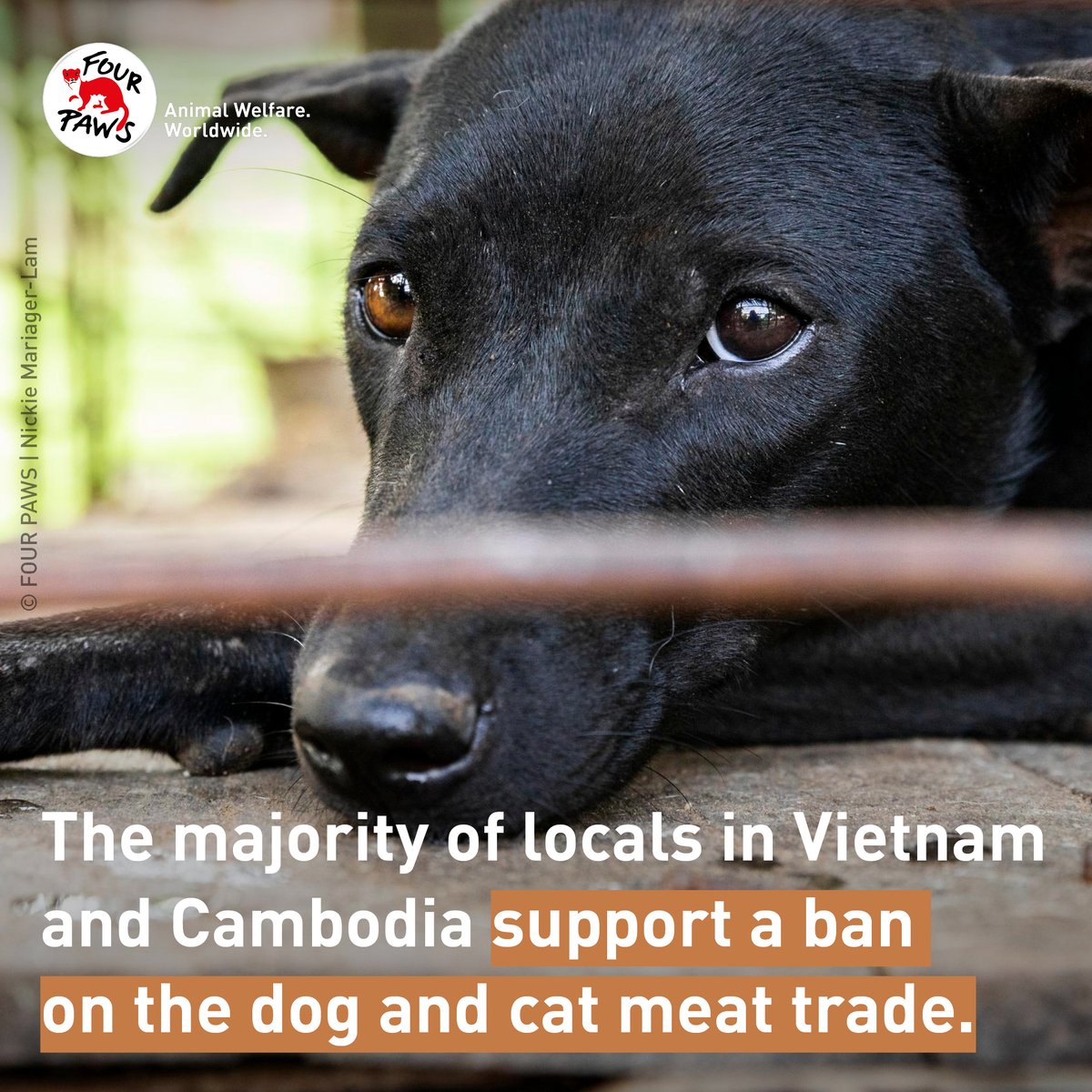 FOURPAWSUSA's tweet photo. On #NationalPetDay, help us end the cruel dog and cat meat trade. Learn how you can help here:  https://t.co/T2Wcb2mPLi 

#ProtectMillions #FightForCats #CatsOfTwitter #DogsofTwitter https://t.co/D5T7ZZFysG