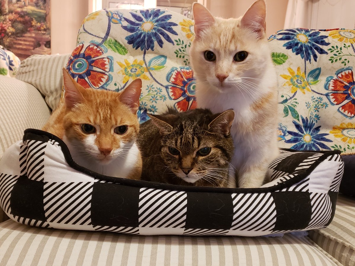 Celebrating my best friends Liam, Hobbes, and Milo on #NationalPetDay. They bring so much joy and happiness! amazon.com/dp/B07KXQZ6XR  #ChildrensBooks #KidsLit #CatBooks #RescueCats #Cats #AdoptDontShop #FunnyCats #CatsOfTwitter