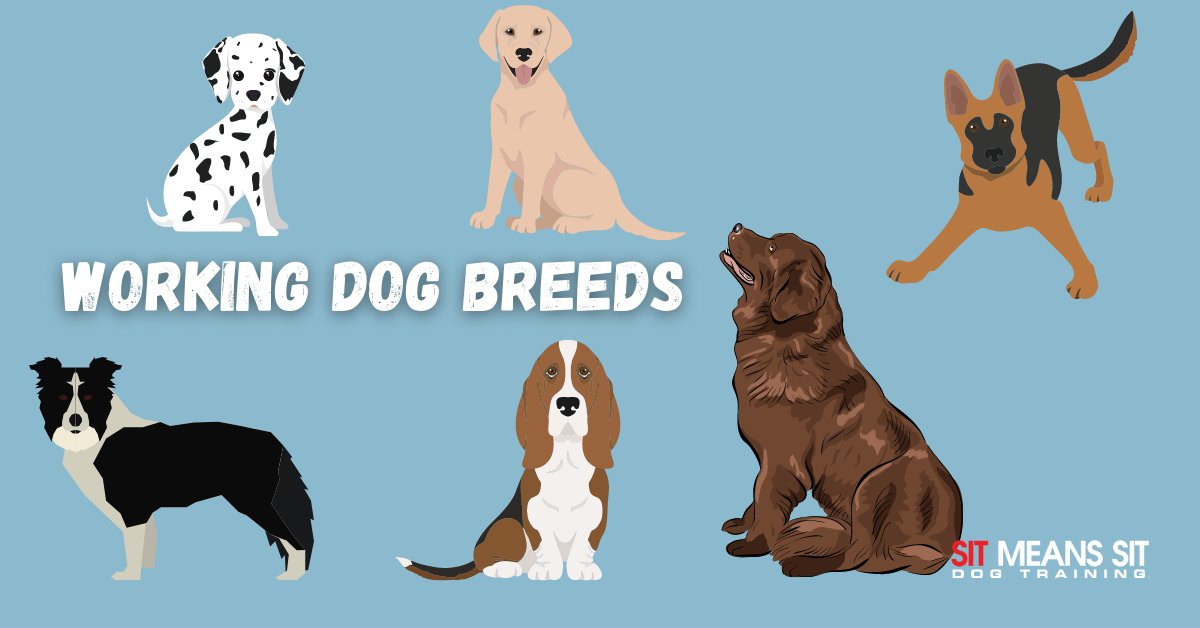 AtlDogTrainer tweet picture