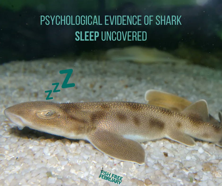 Fish Free February tweet media