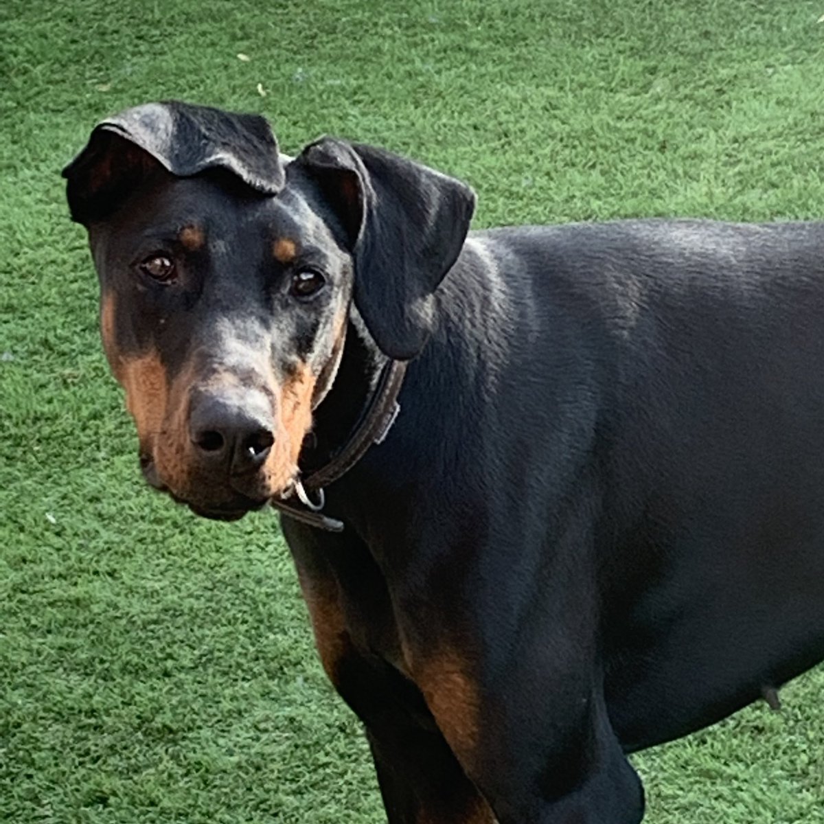 Miniclick_'s tweet photo. #rubythefosterdog was told if she didn’t  ‘sort it’ she would be ridiculed across social media… introducing Ruby’s comb-over 🤣❤️

@LincsDobermann #dogsoftwitter #AdoptDontShop #dobermann #Doberman https://t.co/0J8faxGUCO