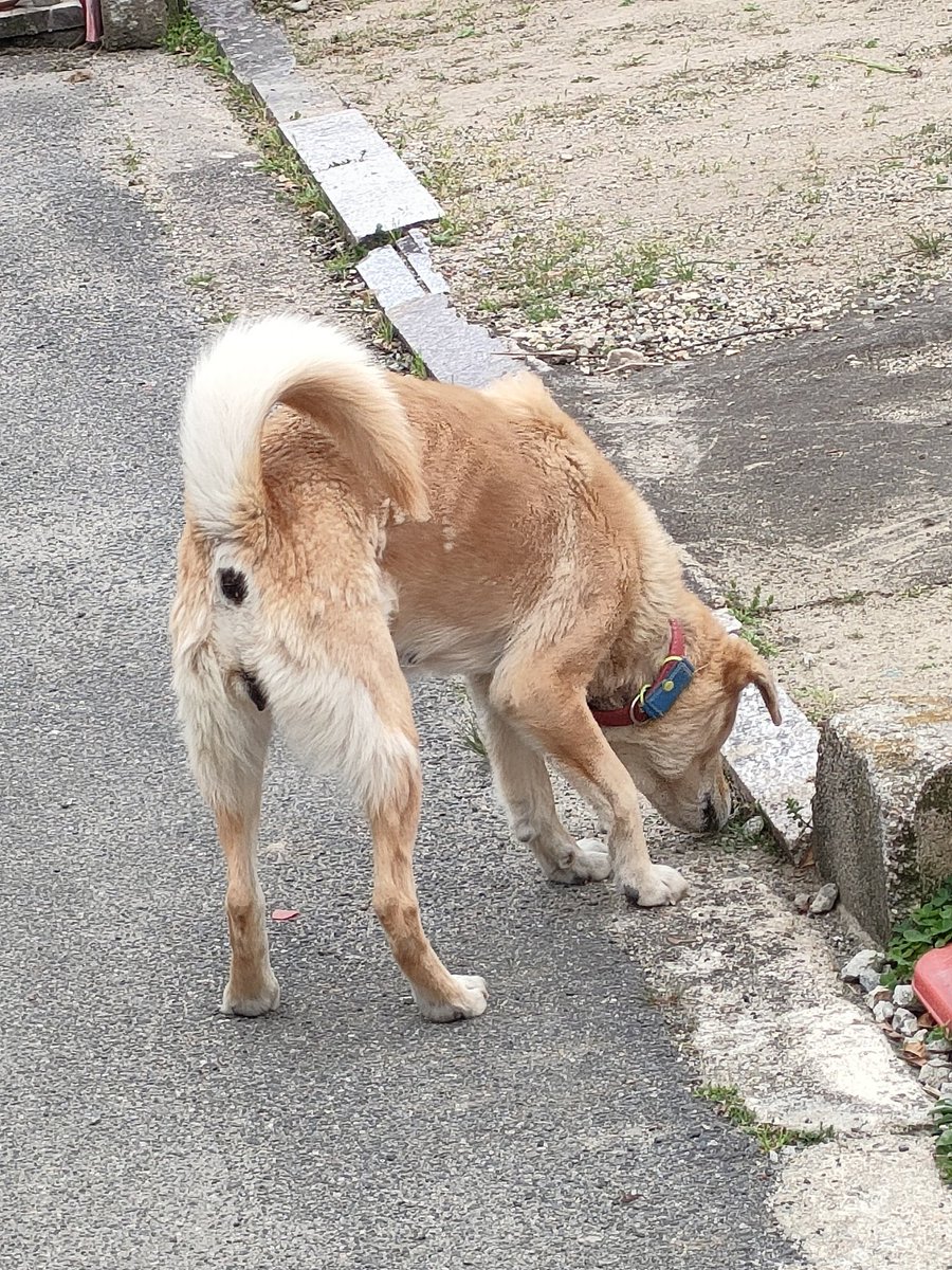RalunaSara's tweet photo. 4/11　16:30頃　
白毫寺付近で迷い犬いました。
肋骨が浮き出ており、はぐれてからだいぶと経っているのでしょう。保護できず残念ですが、飼い主さんのもとに帰れるよう協力したいです。
首輪をよく見るとなにか青いバッグがついてます。その時はわかりませんでした。 https://t.co/ThKxrsRCSE