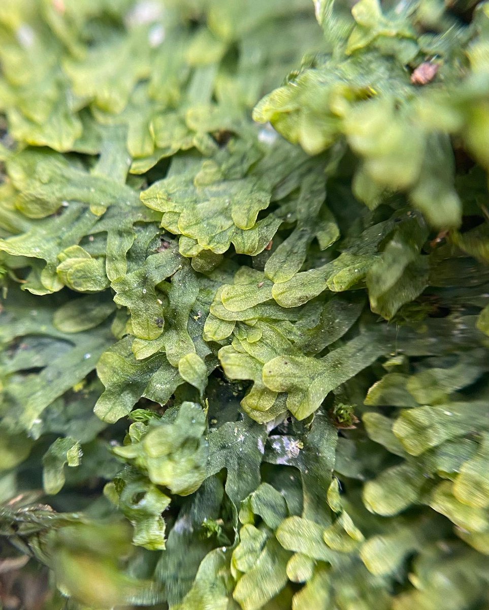 How special is it that we can just be *absorbed* by mosses, lichens, liverworts?! They’re just there. It’s literally free joy. I was looking at Forked Veilwort (Metzgeria furcata) on a tree recently, a liverwort that branches like a snake’s tongue. Worlds within worlds. How lucky