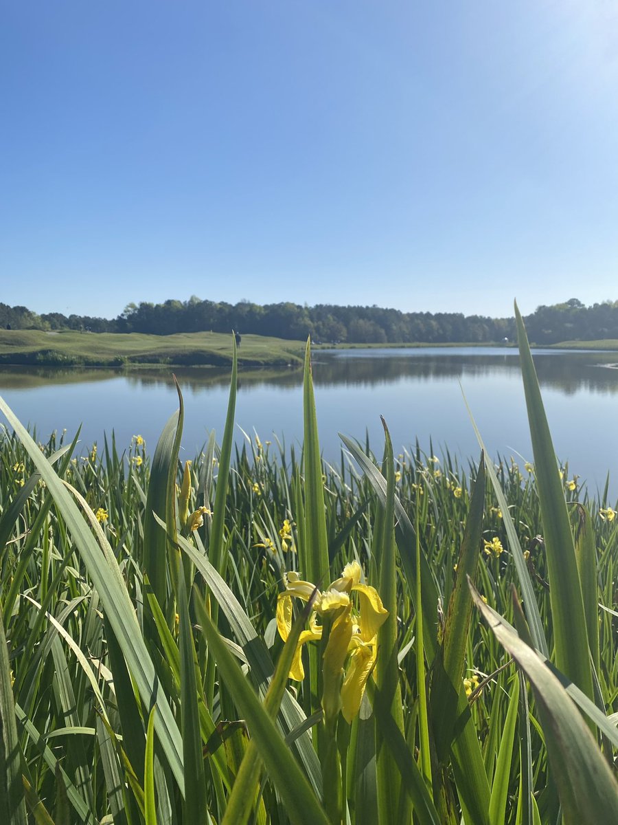 CorinneDMcGrath's tweet image. This is the best Monday I’ve ever had #MondayaftertheMasters