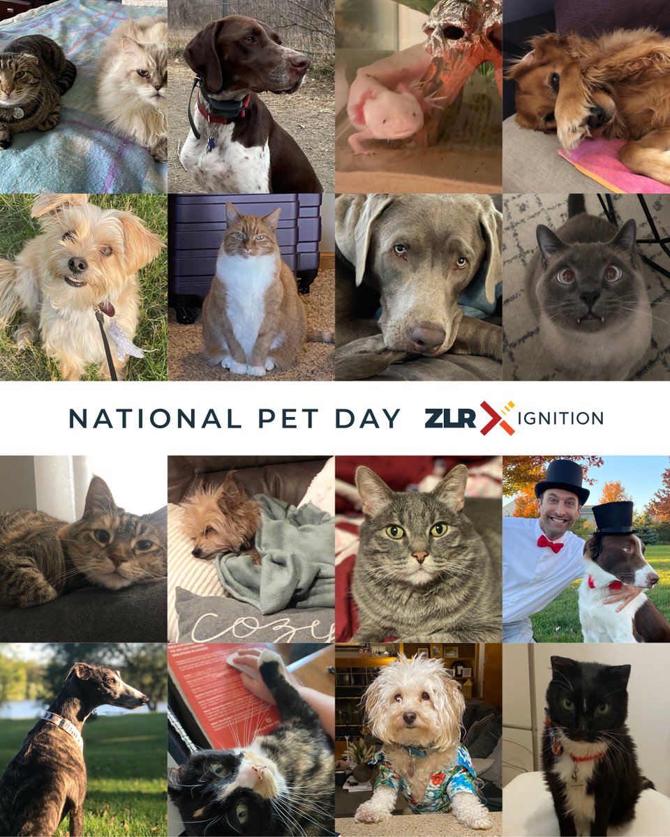 ZLRIGNITION's tweet image. A chance to show off our fabulous (and often) furry family members – count us in! Happy @NationalPetDay! 🐾
