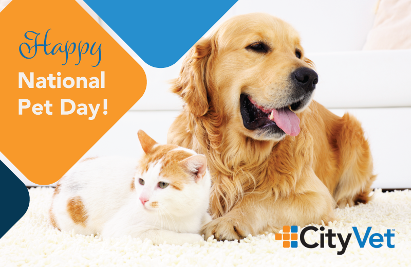 Happy National Pet Day! Show us a picture of your pet and share the love with your fellow pet lovers!
