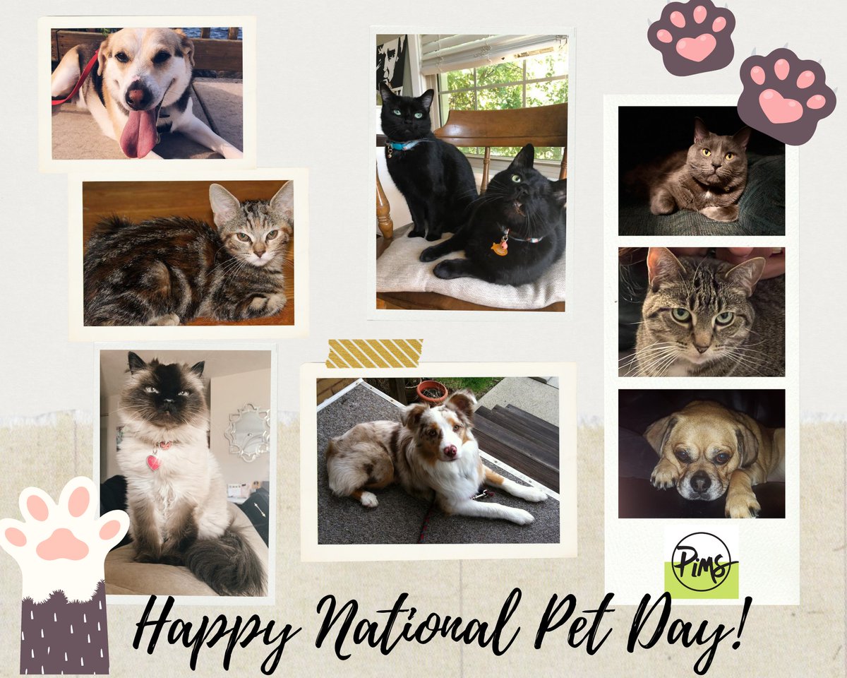 PIMS5808's tweet image. Happy #NationalPetDay from some of our PIMS Pets! Give your fur babies a treat for us today to celebrate 🥳🐾